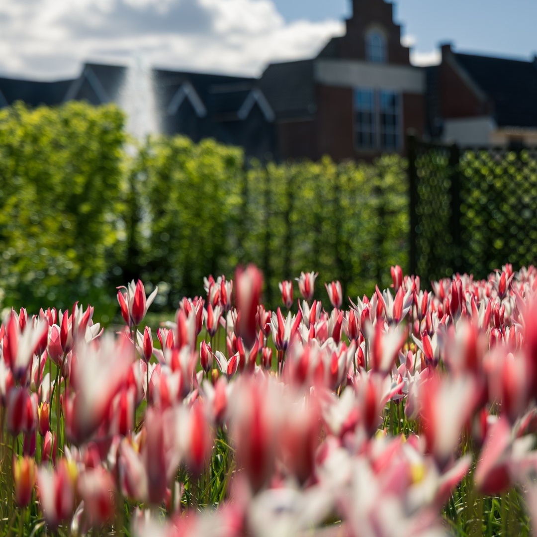 Springfields Festival Gardens in April & May